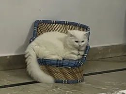 Photo of the real Rio on his woven cane stool with the blue checked cushion