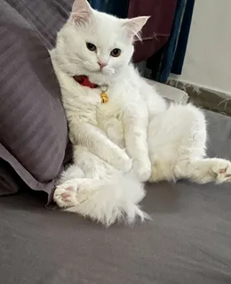 Photo: Rio sitting up like a person, back against the bed, belly out